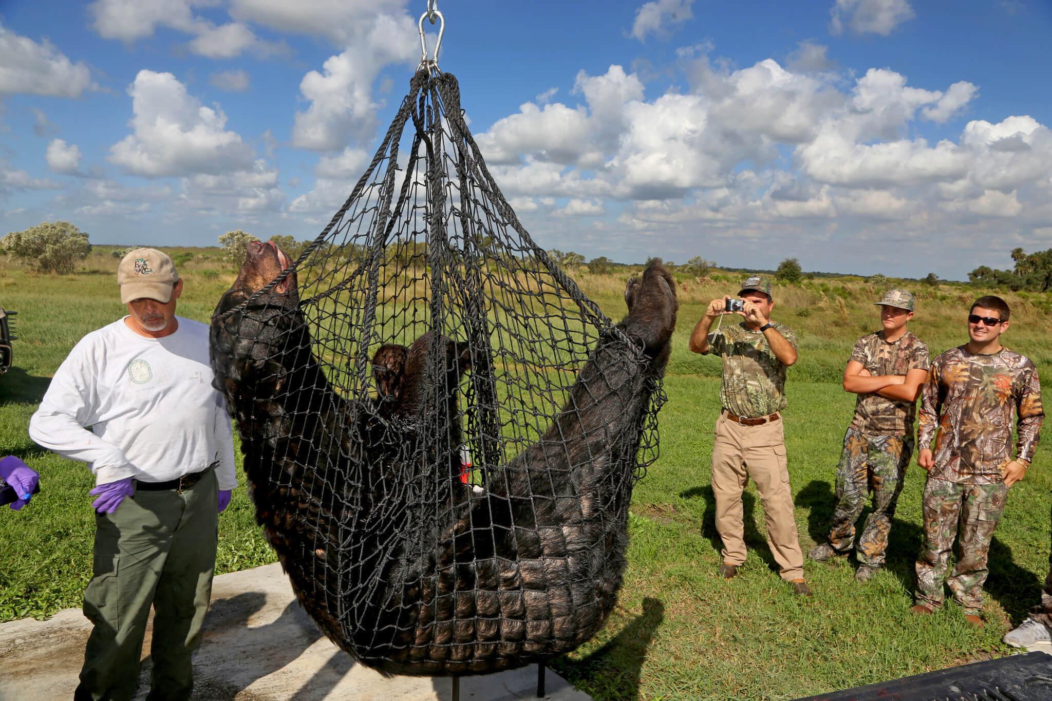 Bear Hunt In Florida Is Canceled After Just Two Days