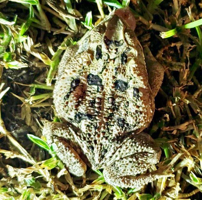 Photo provided. A cane toad found in a North Fort Myers backyard. 