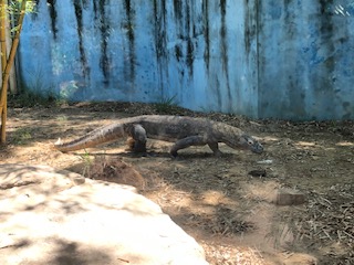 Komodo dragon in Jacksonville Zoo. Animals like the Komodo dragon are kept by zoos for breeding and conservation purposes as part of the Association of Zoos and Aquariums’ Species Survival Plan. Picture provided by Samantha Roesler. 