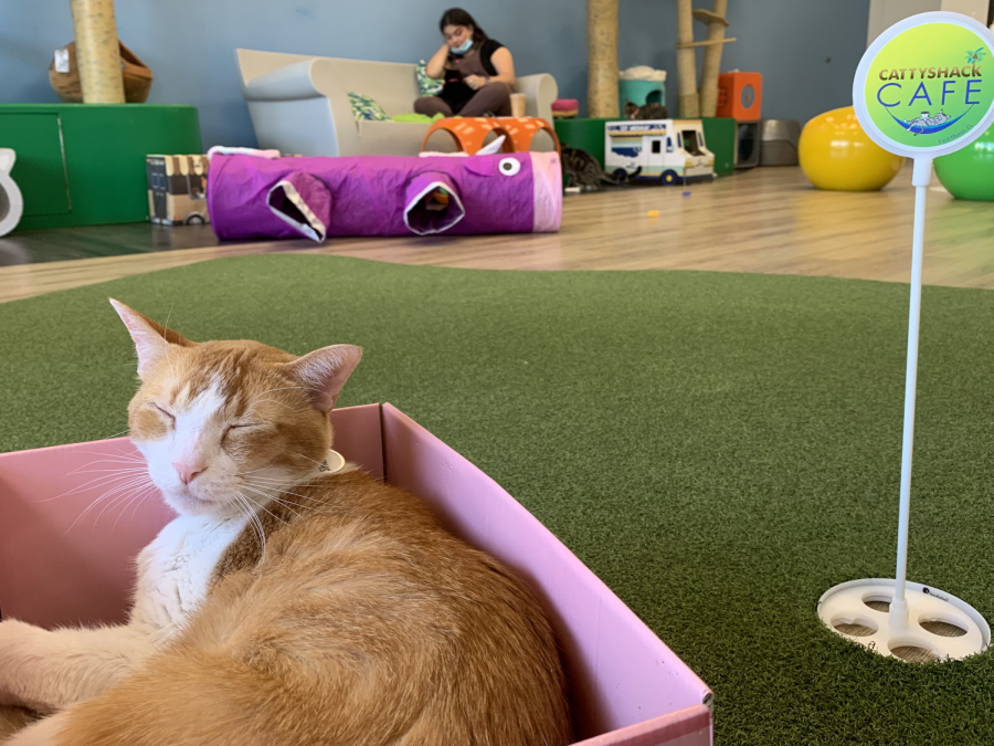 Cattyshack Cat Cafe reaches 1000th adoption