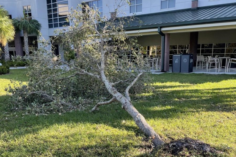 A+tree+was+uprooted+outside+of+the+Cohen+Student+Union+on+main+campus.+Photo+courtesy+of+FGCU.