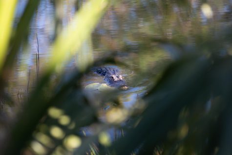 Not an unusual sight on FGCUs campus. An alligator swims through the pond located between the Cohen Student Union and the Library lawn.