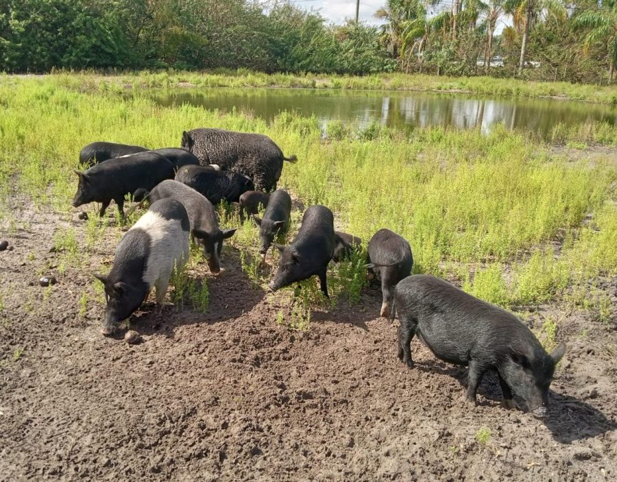 Pigs+on+Frasers+homestead+enjoy+donated+avocados+on+Oct.+14%2C+2022.+Photo+courtesy+of+Fraser+Family+Farm.