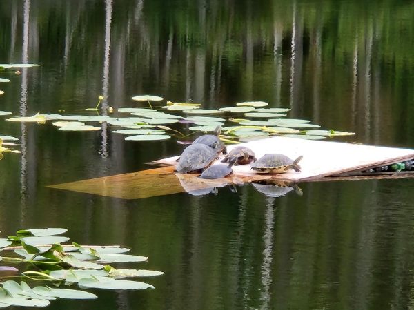 A group of turtle bask in the sun in one of the ponds on campus. 