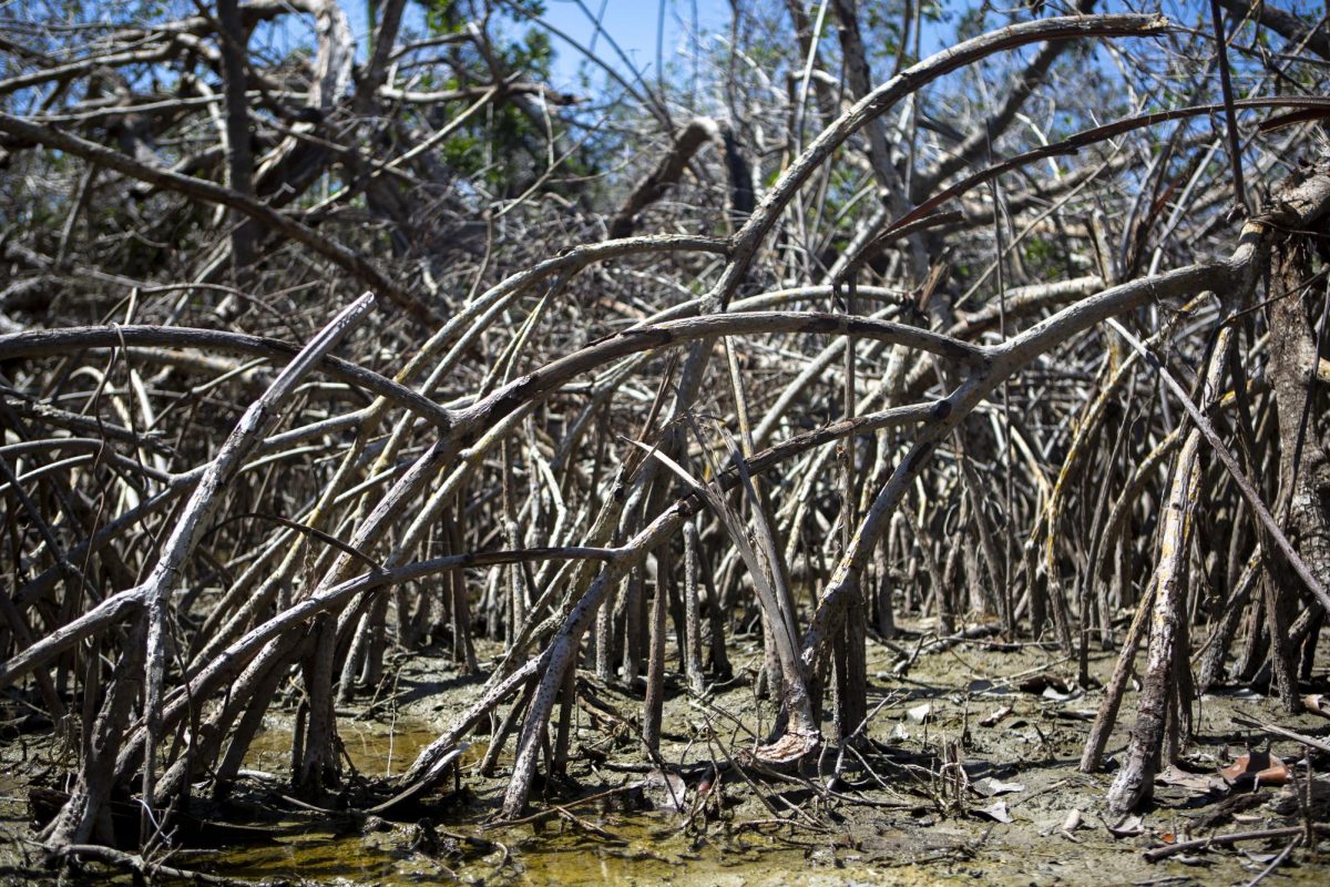 FGCU Students Lead Long-Term Research on Mangrove Tree Disturbance After Hurricane Ian