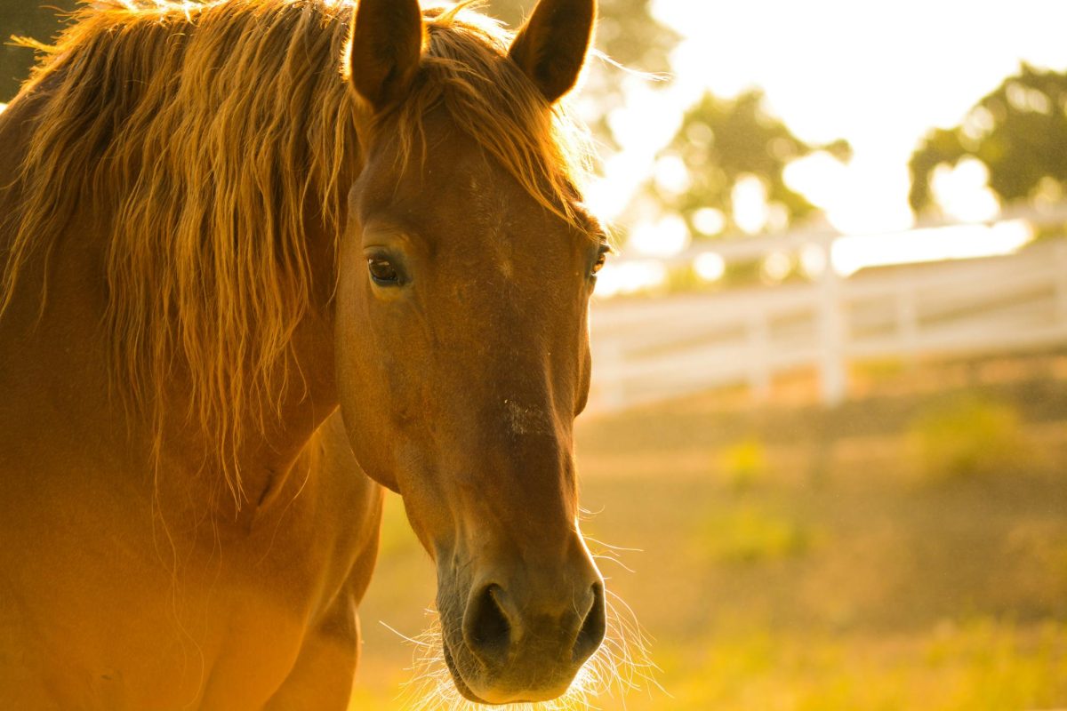 Remembering the Neglected, Abandoned and Abused Horses of SWFL